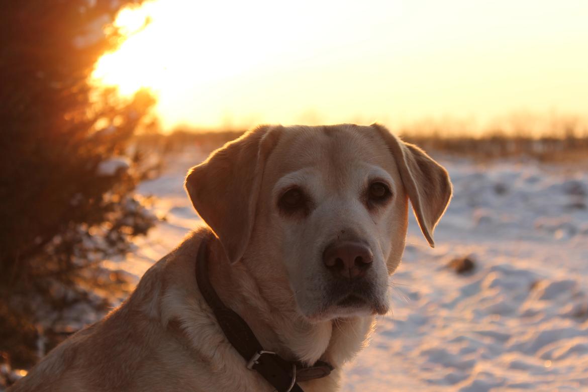 Labrador retriever Celine billede 1