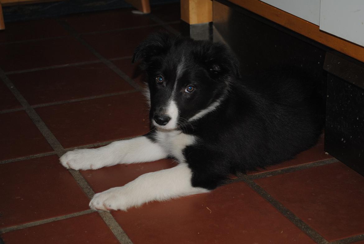 Border collie Solfari Auri - Aston som han bliver kaldt til daglig billede 5