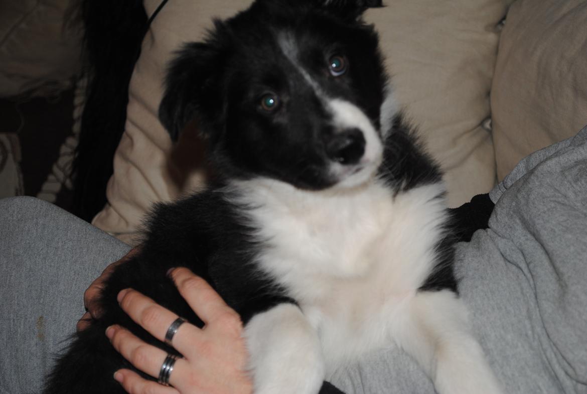 Border collie Solfari Auri billede 6