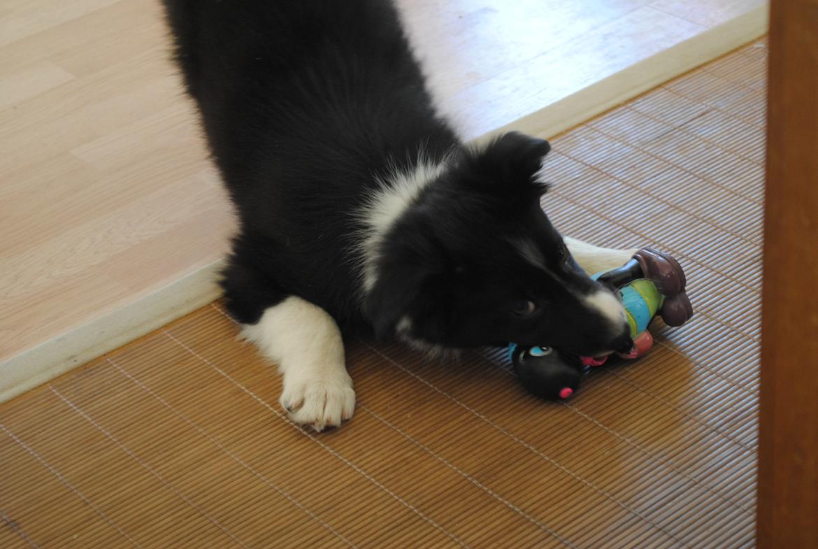 Border collie Solfari Auri billede 7