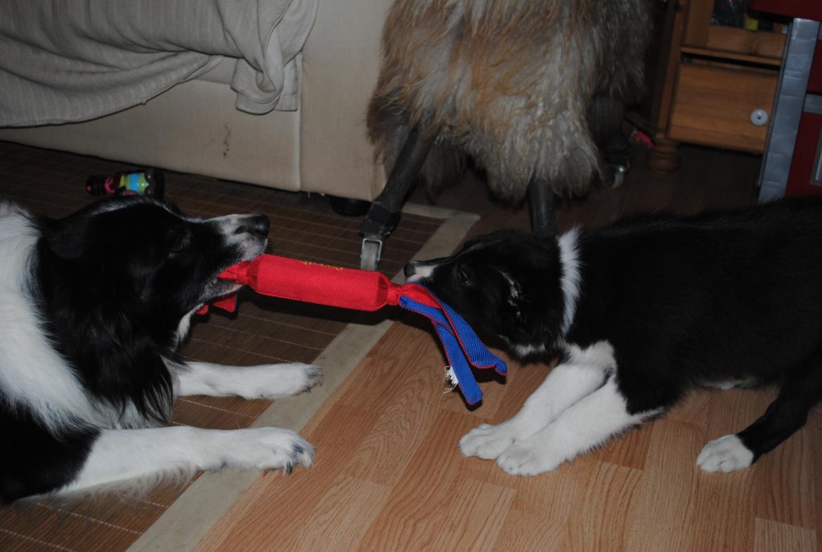 Border collie Solfari Auri billede 8