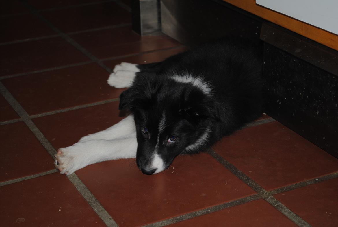 Border collie Solfari Auri billede 9