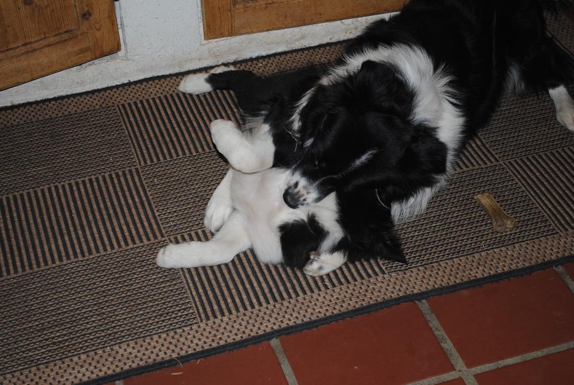 Border collie Solfari Auri billede 10
