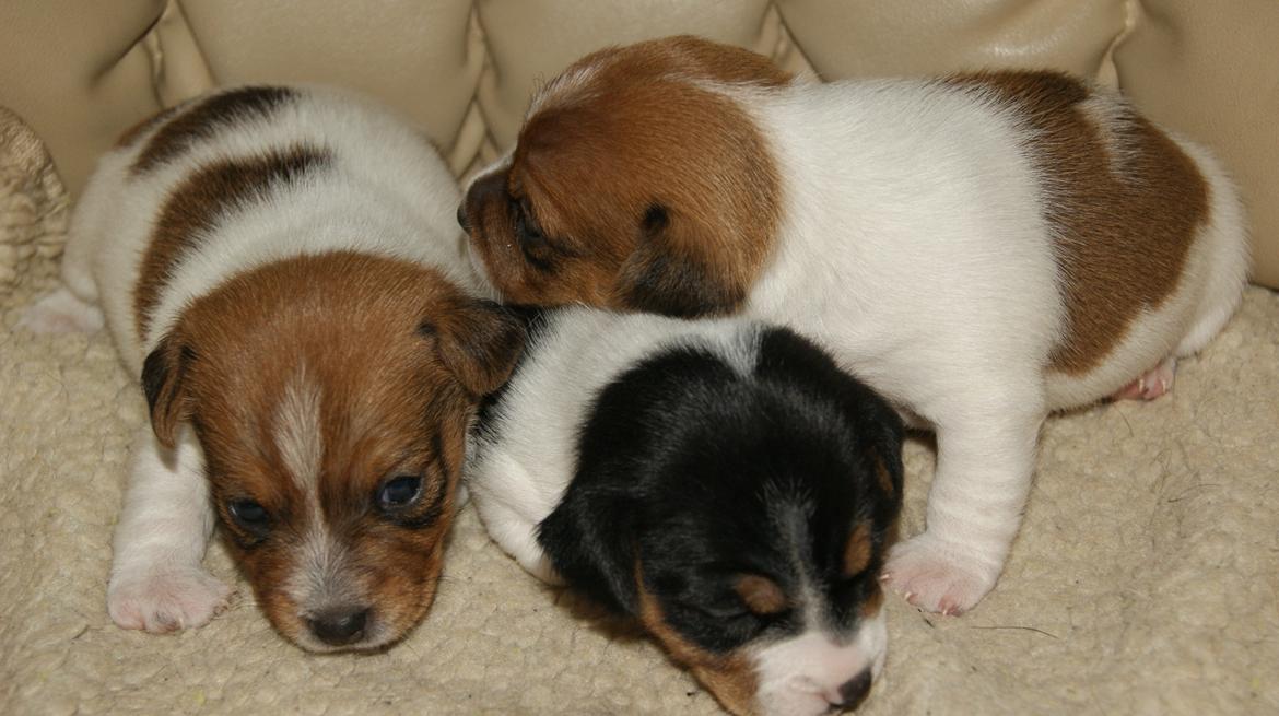 Jack russell terrier Liva billede 1