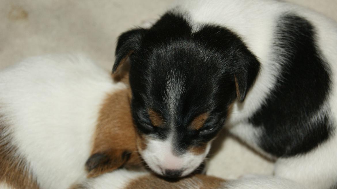 Jack russell terrier Liva billede 2