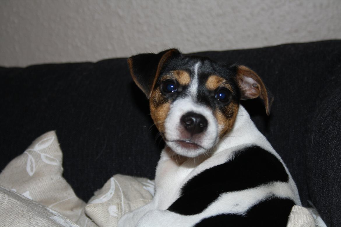 Jack russell terrier Liva billede 3