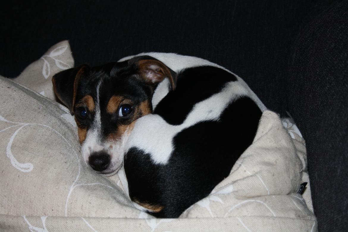 Jack russell terrier Liva billede 4