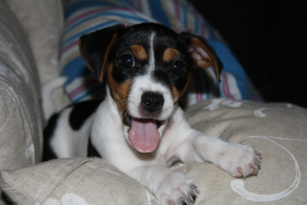 Jack russell terrier Liva billede 5