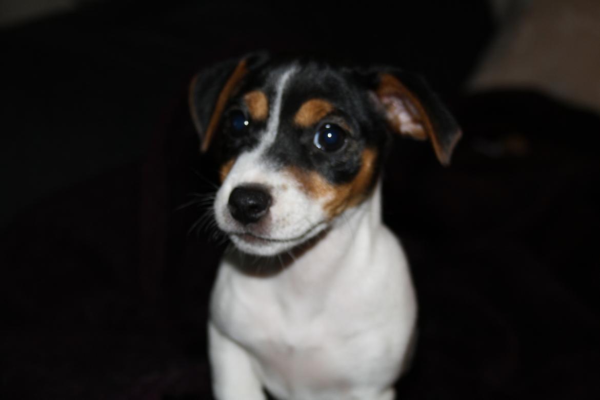 Jack russell terrier Liva billede 6