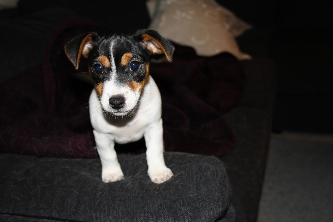 Jack russell terrier Liva billede 7