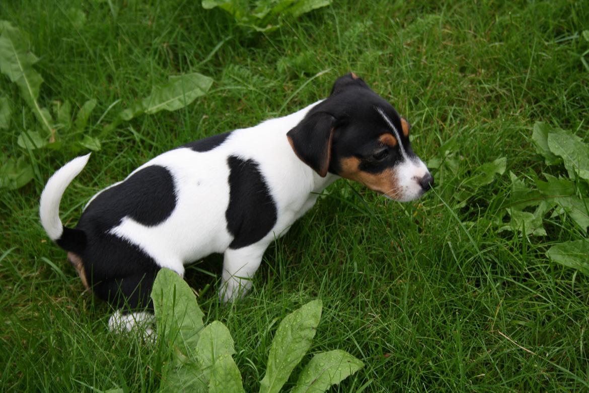 Jack russell terrier Liva billede 8