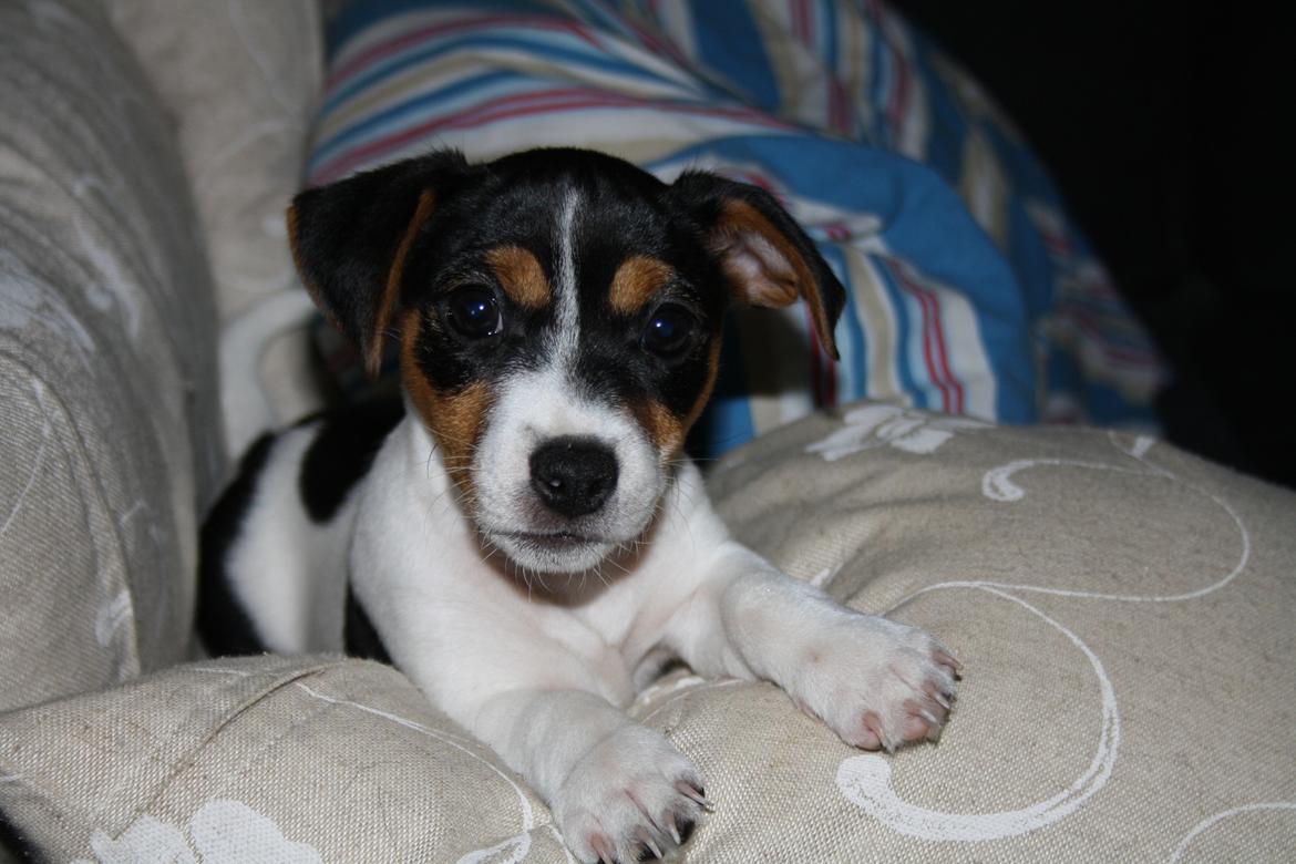 Jack russell terrier Liva billede 9