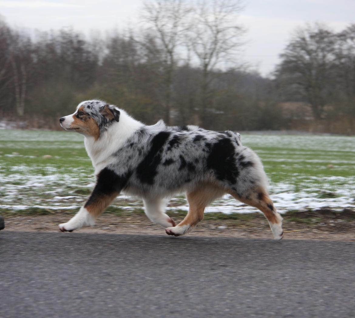 Australian shepherd Dazzle billede 8