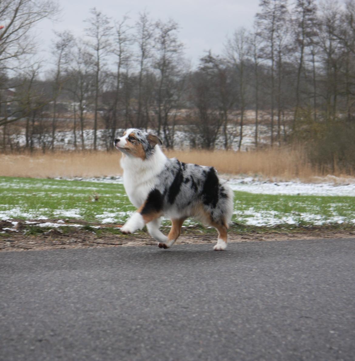 Australian shepherd Dazzle billede 9