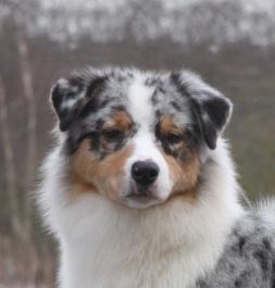 Australian shepherd Dazzle billede 10