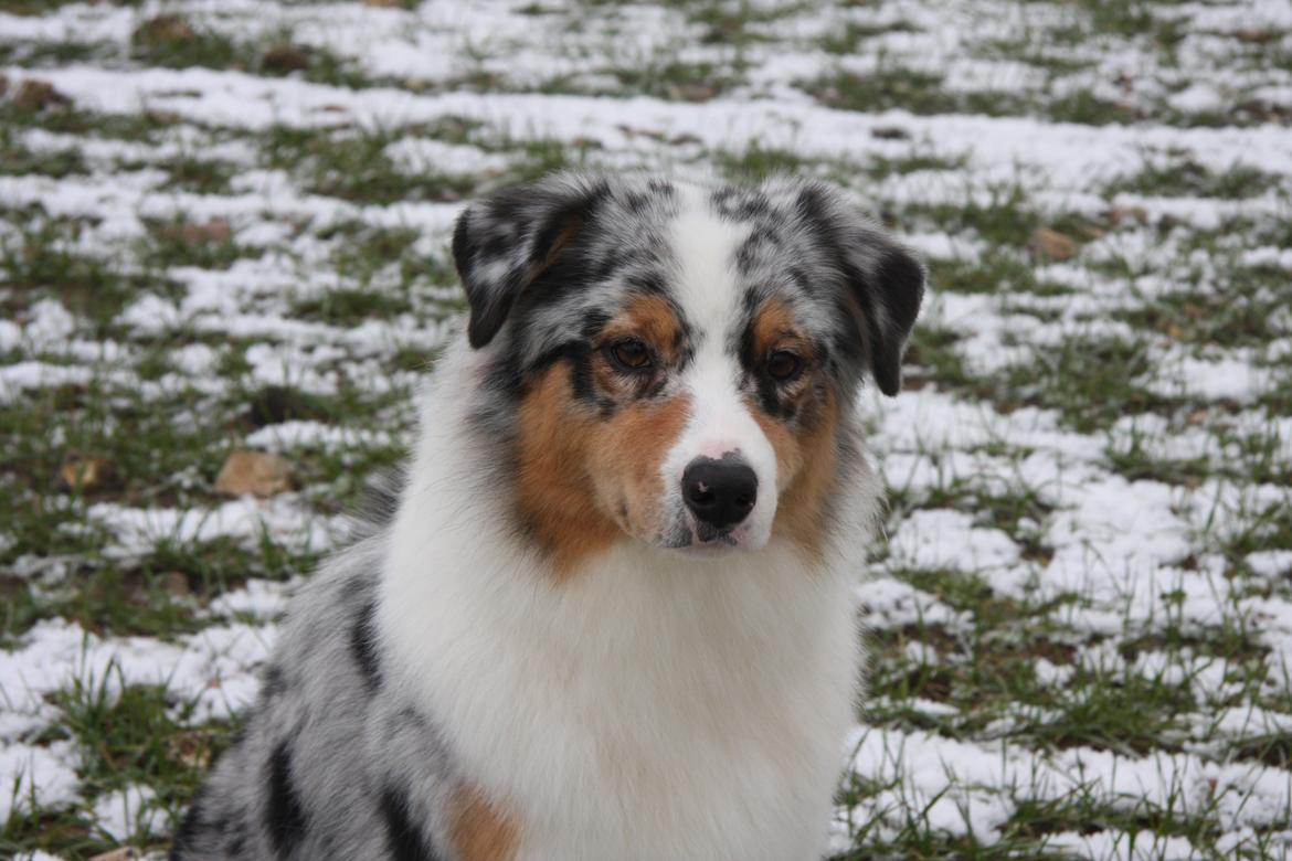 Australian shepherd Dazzle billede 11