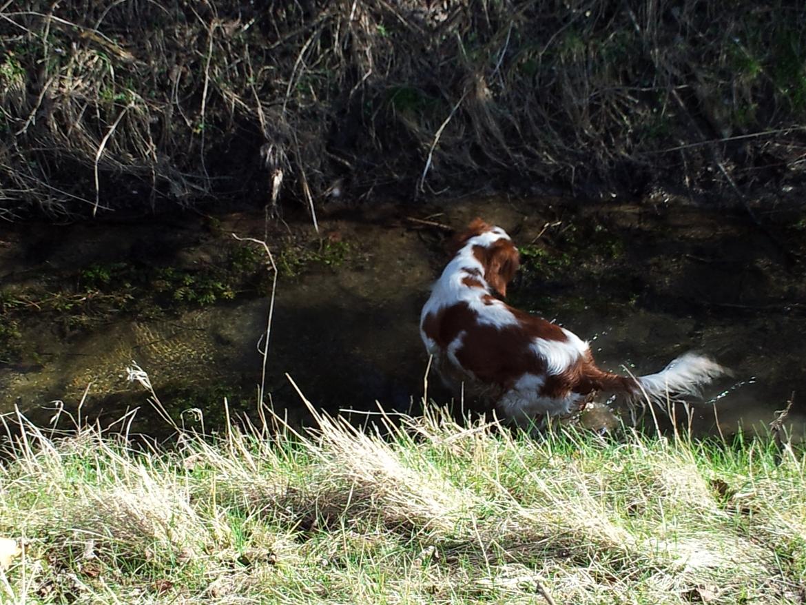 Welsh springer spaniel Flicka † - Taget d. 15-03-12 billede 26