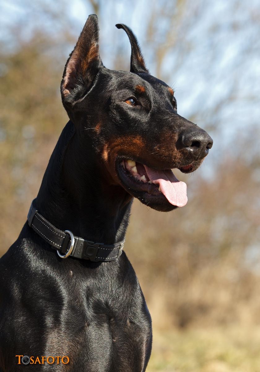 Dobermann Panter *RIP* billede 7