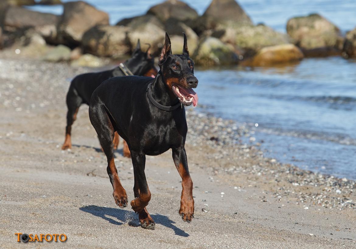 Dobermann Panter *RIP* billede 4