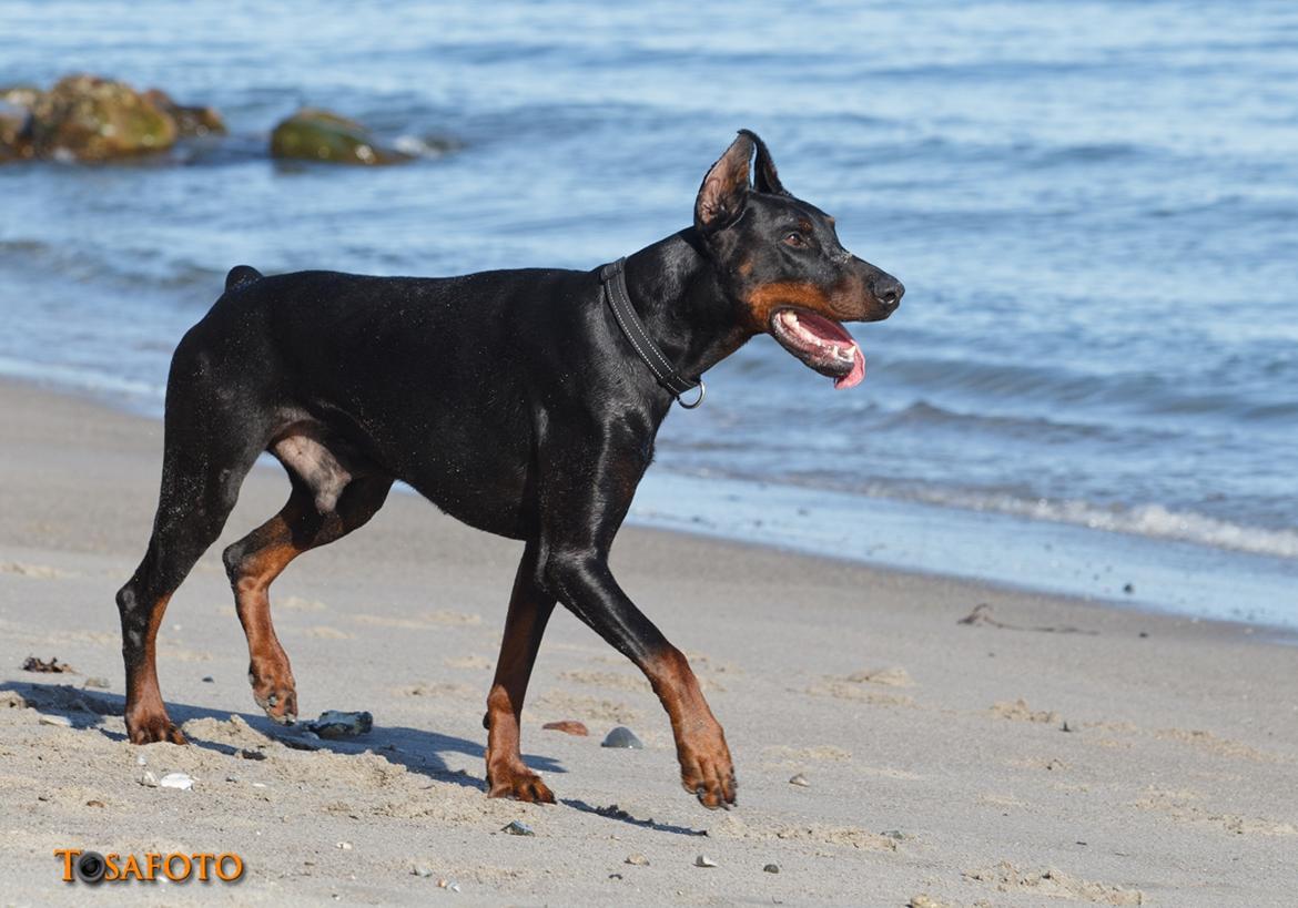 Dobermann Panter *RIP* billede 5