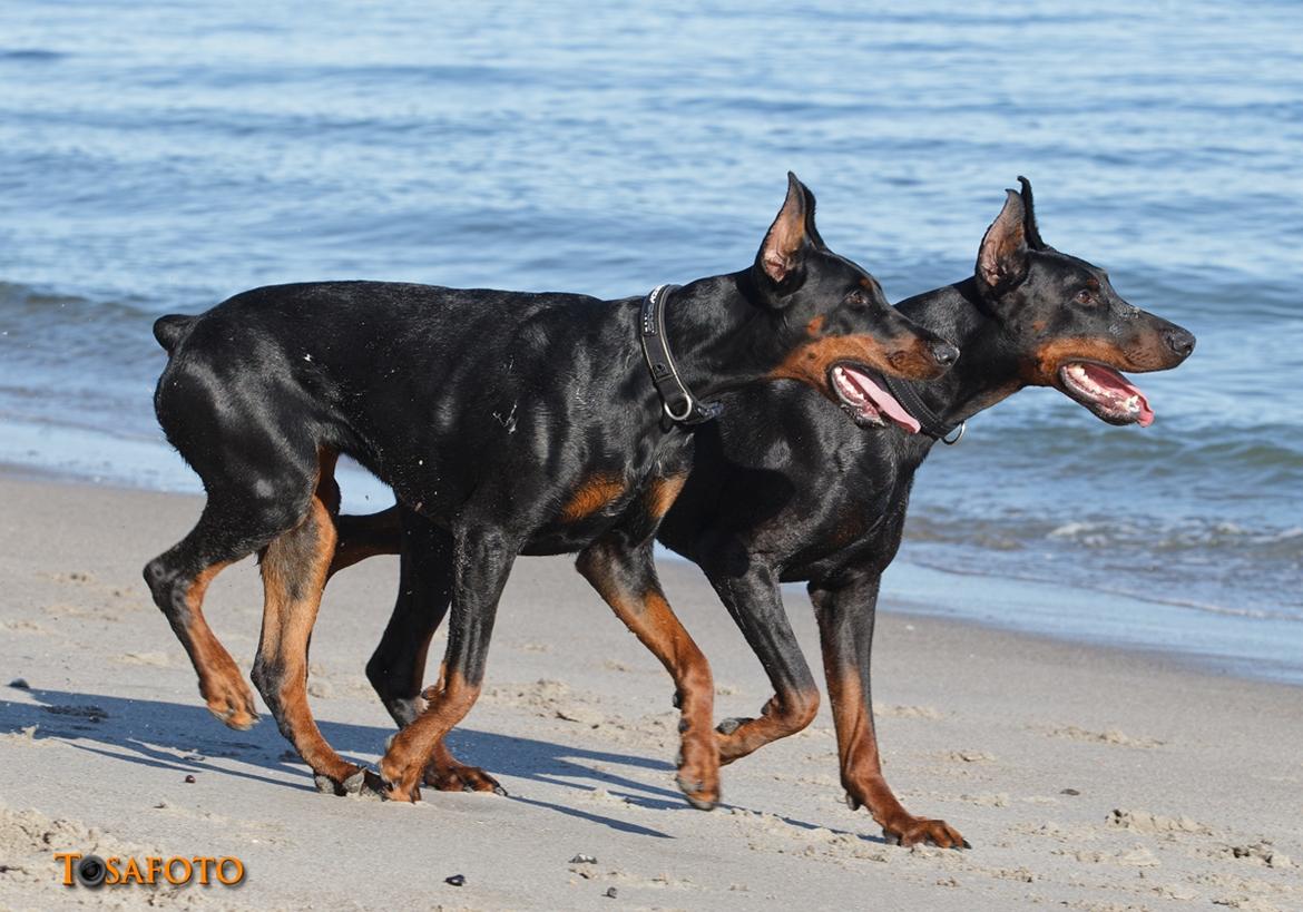 Dobermann Panter *RIP* billede 9