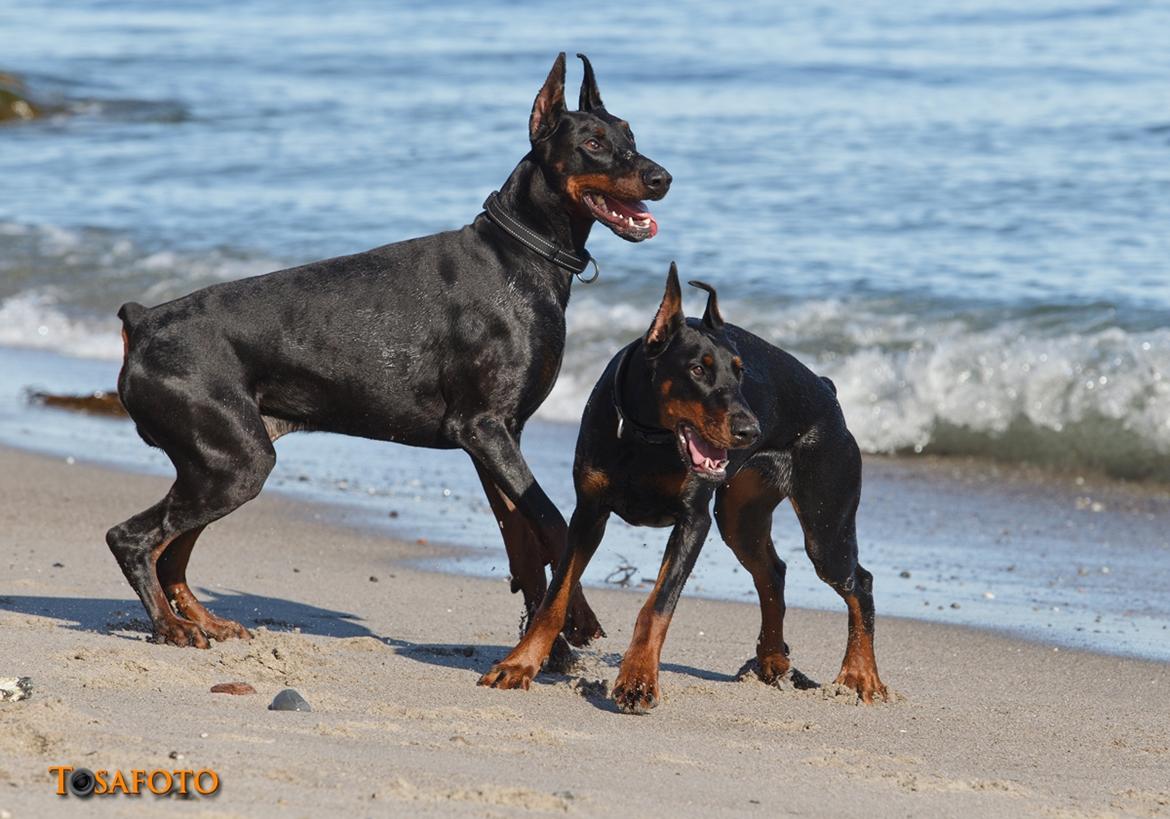 Dobermann Panter *RIP* billede 6