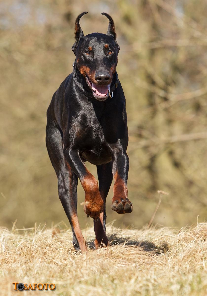 Dobermann Panter *RIP* billede 8