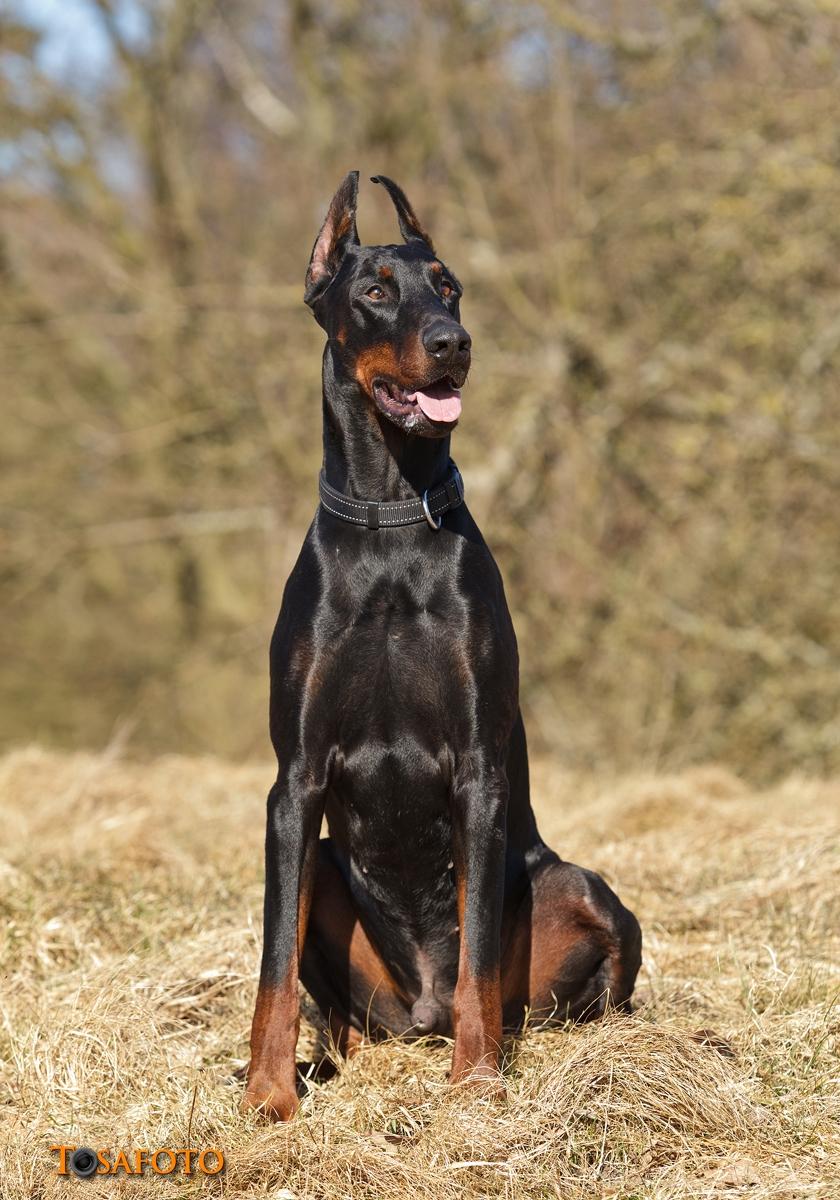 Dobermann Panter *RIP* billede 2