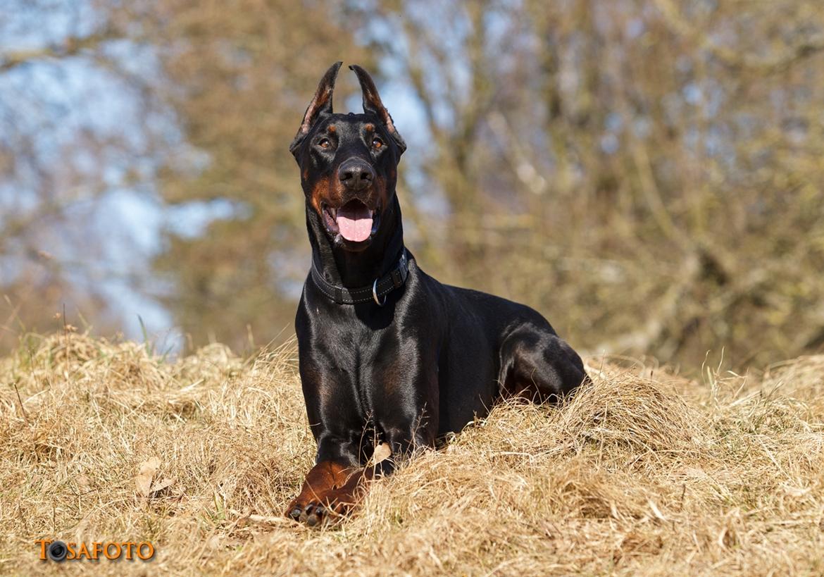 Dobermann Panter *RIP* billede 3