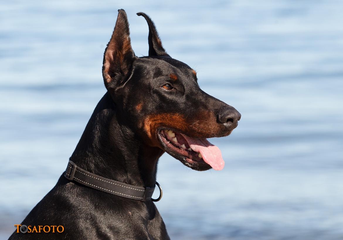 Dobermann Panter *RIP* billede 1