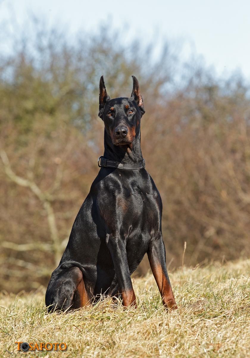 Dobermann Panter *RIP* billede 20