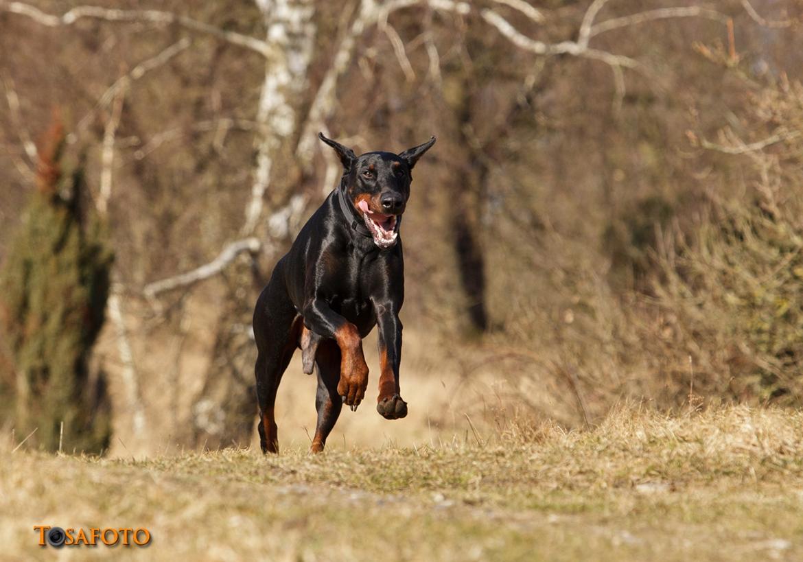 Dobermann Panter *RIP* billede 10