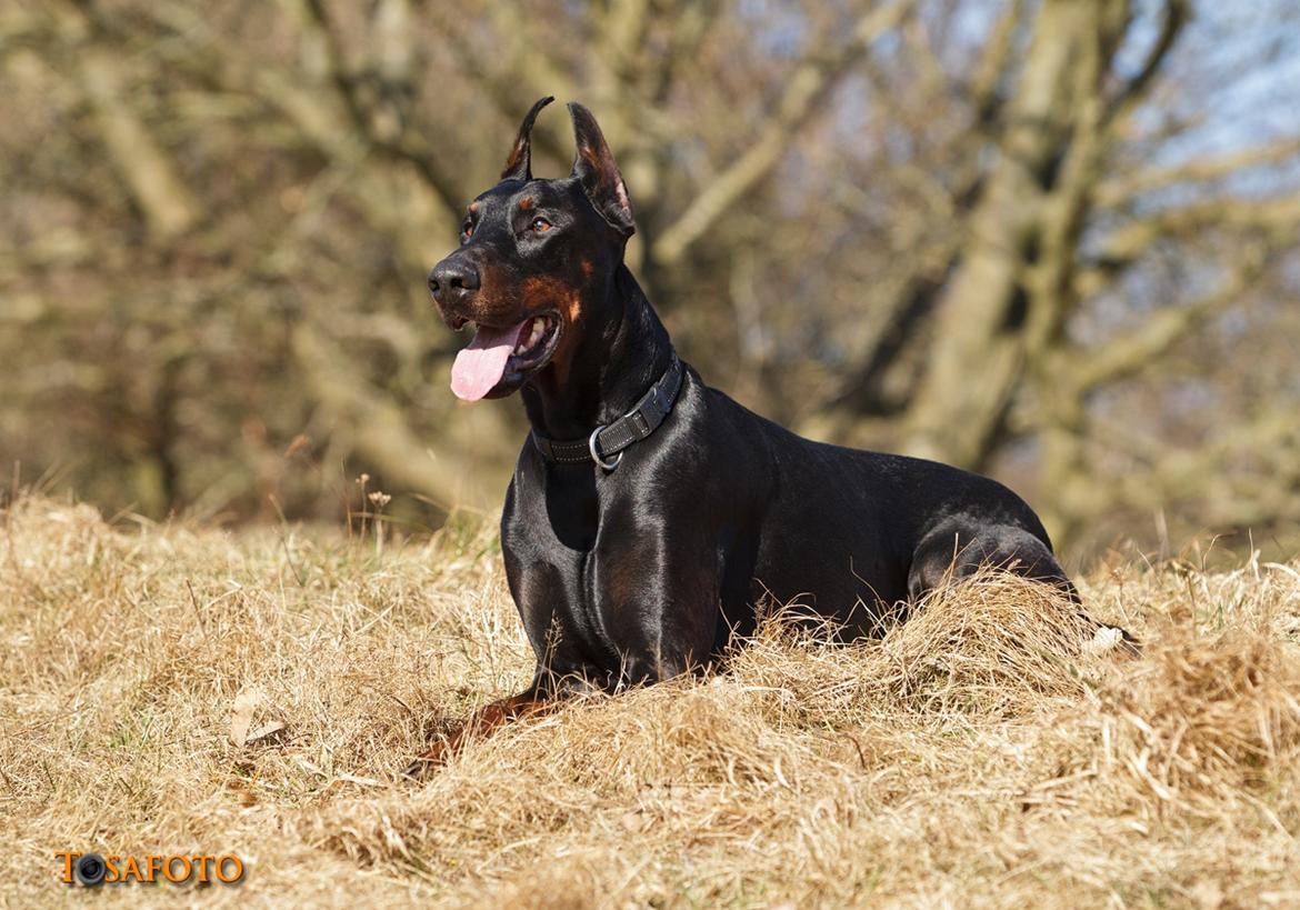 Dobermann Panter *RIP* billede 11
