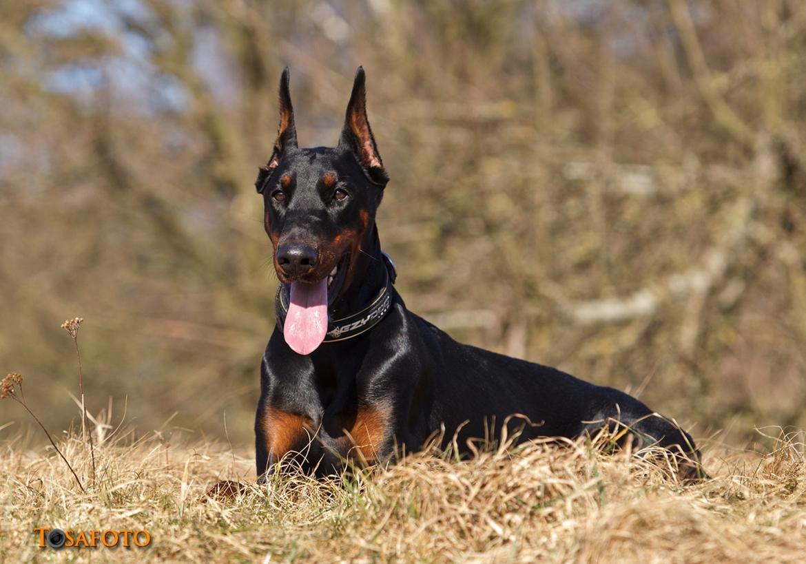 Dobermann Kiesa *RIP* billede 2