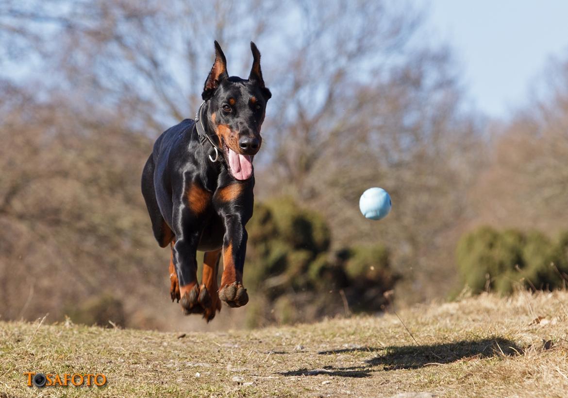 Dobermann Kiesa *RIP* billede 7