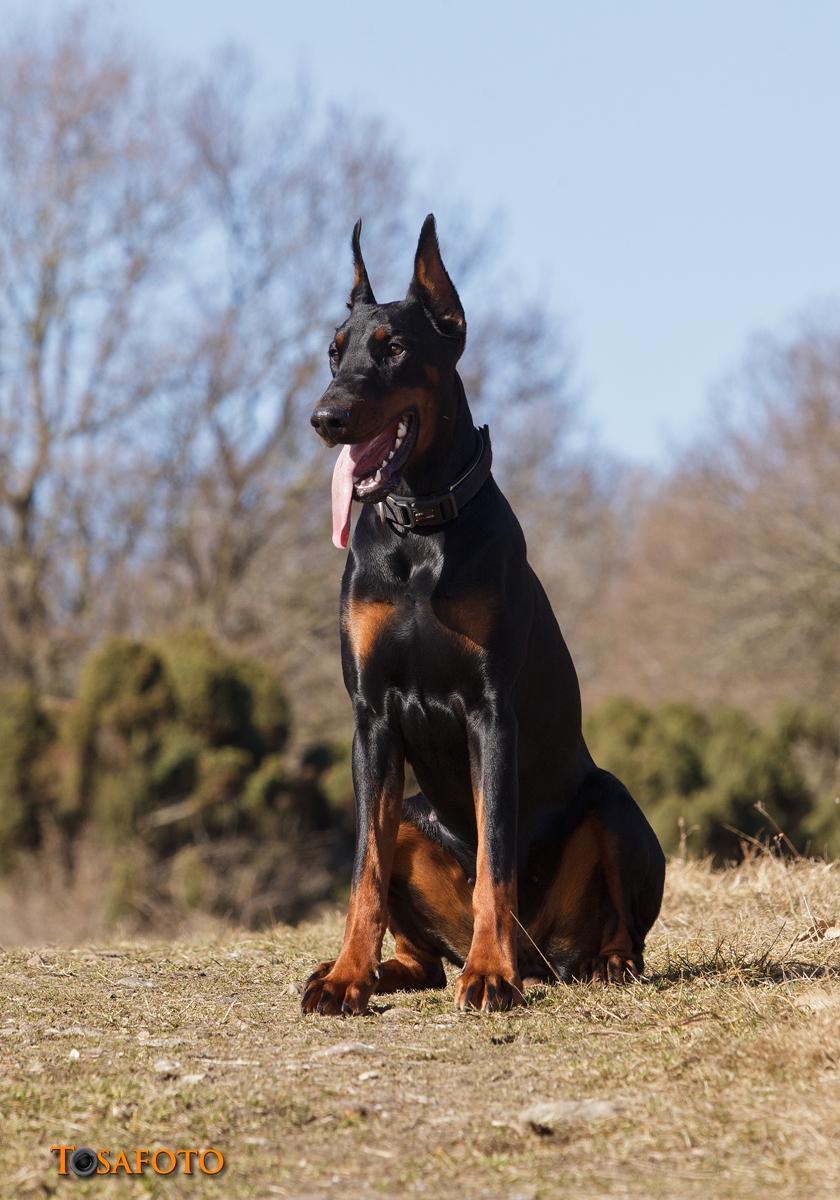 Dobermann Kiesa *RIP* billede 3