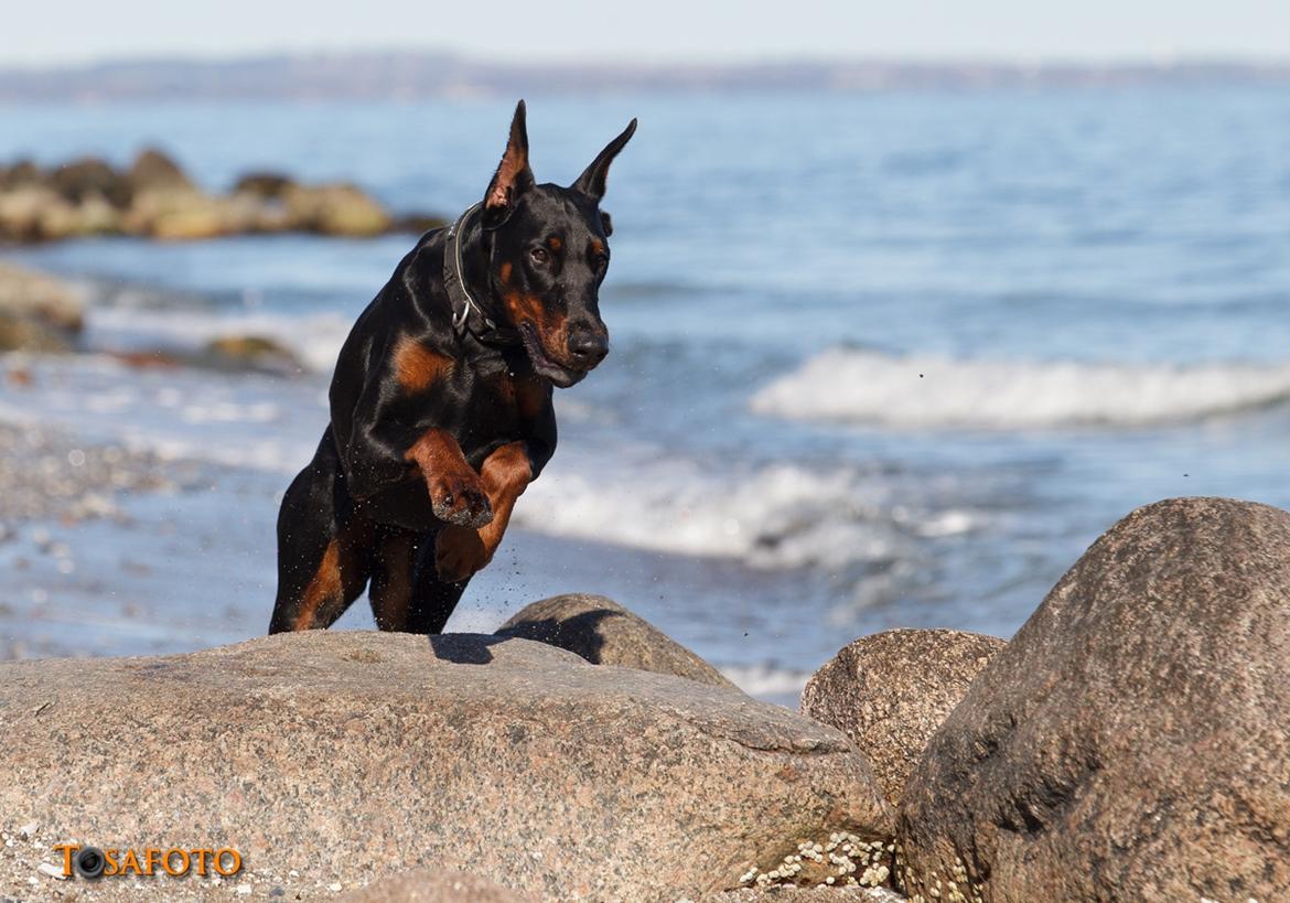 Dobermann Kiesa *RIP* billede 4