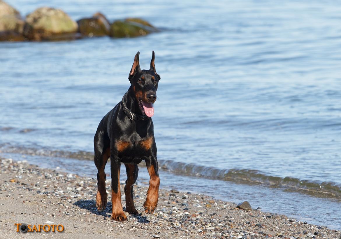 Dobermann Kiesa *RIP* billede 5