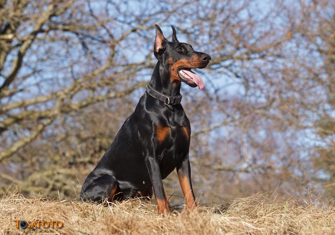 Dobermann Kiesa *RIP* billede 8