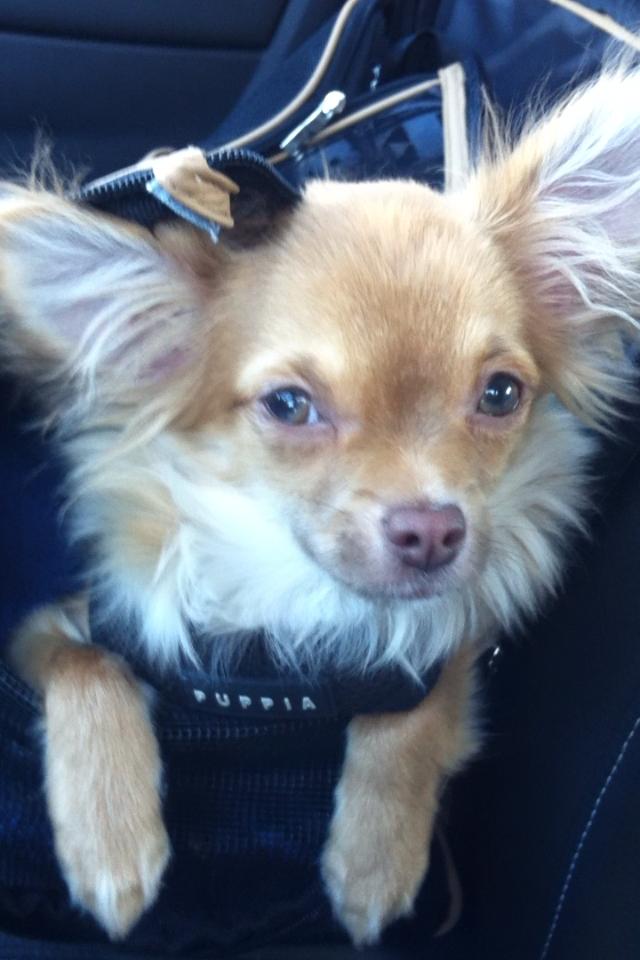 Chihuahua wawie billede 13