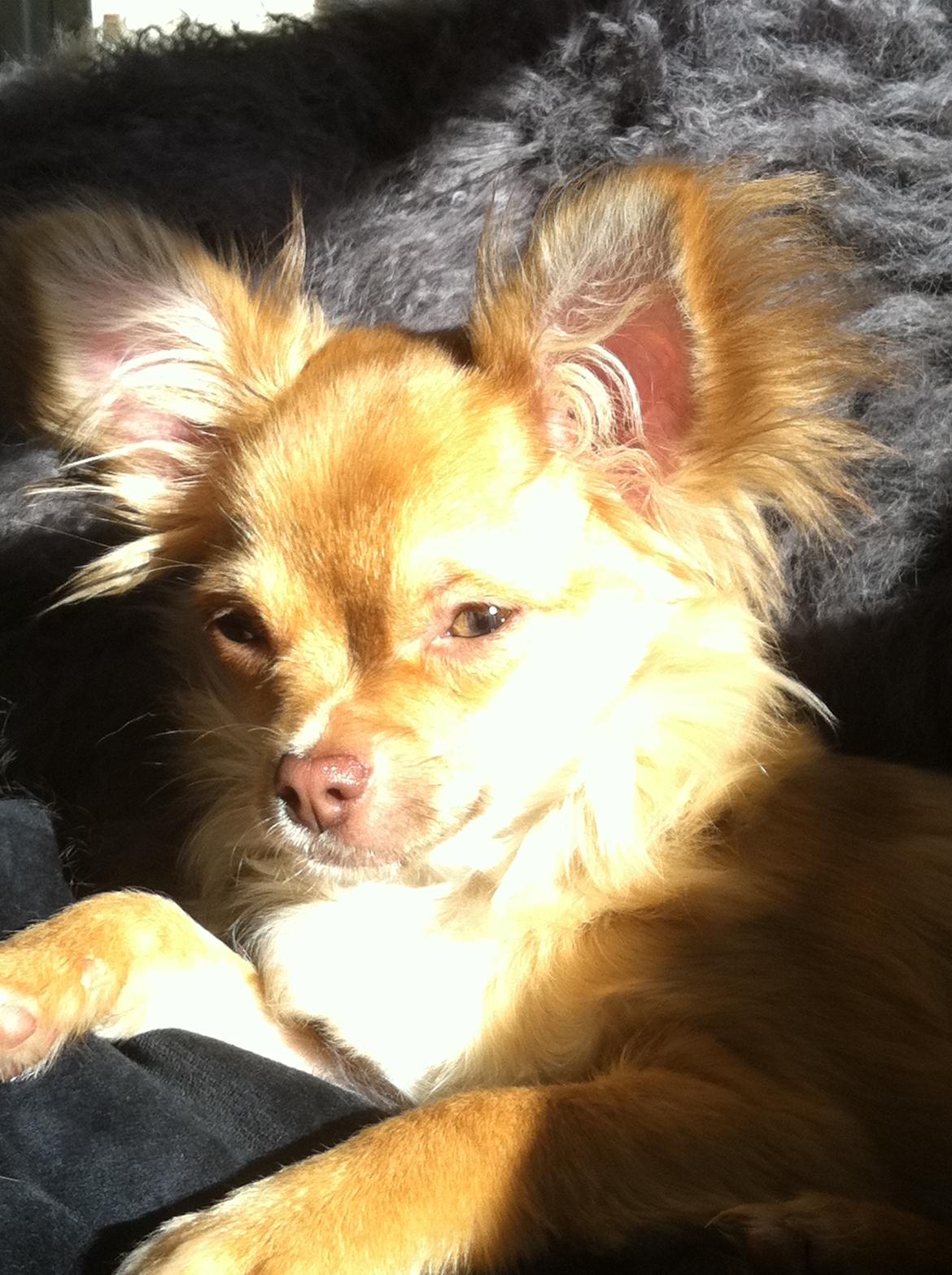 Chihuahua wawie billede 14