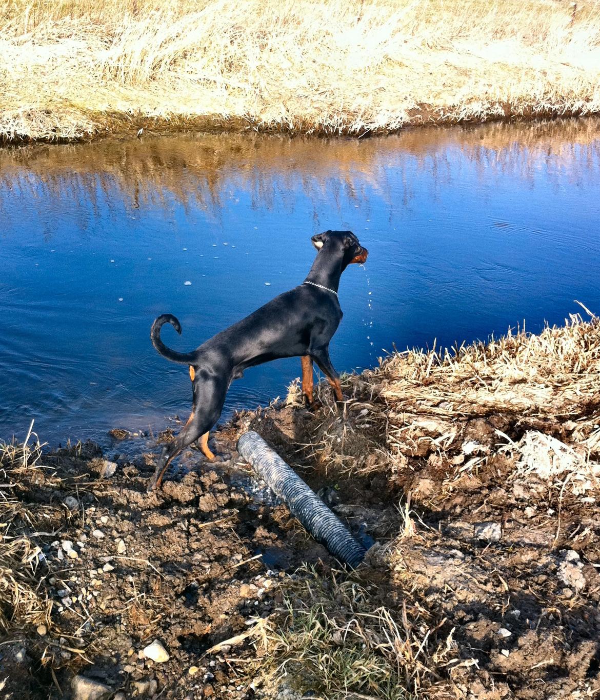 Dobermann Proud Danish Damian (Simba) - Ca. 8 måneder billede 19