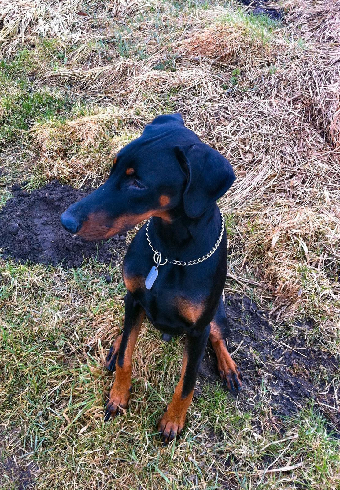 Dobermann Proud Danish Damian (Simba) - Ca. 8 måneder billede 20