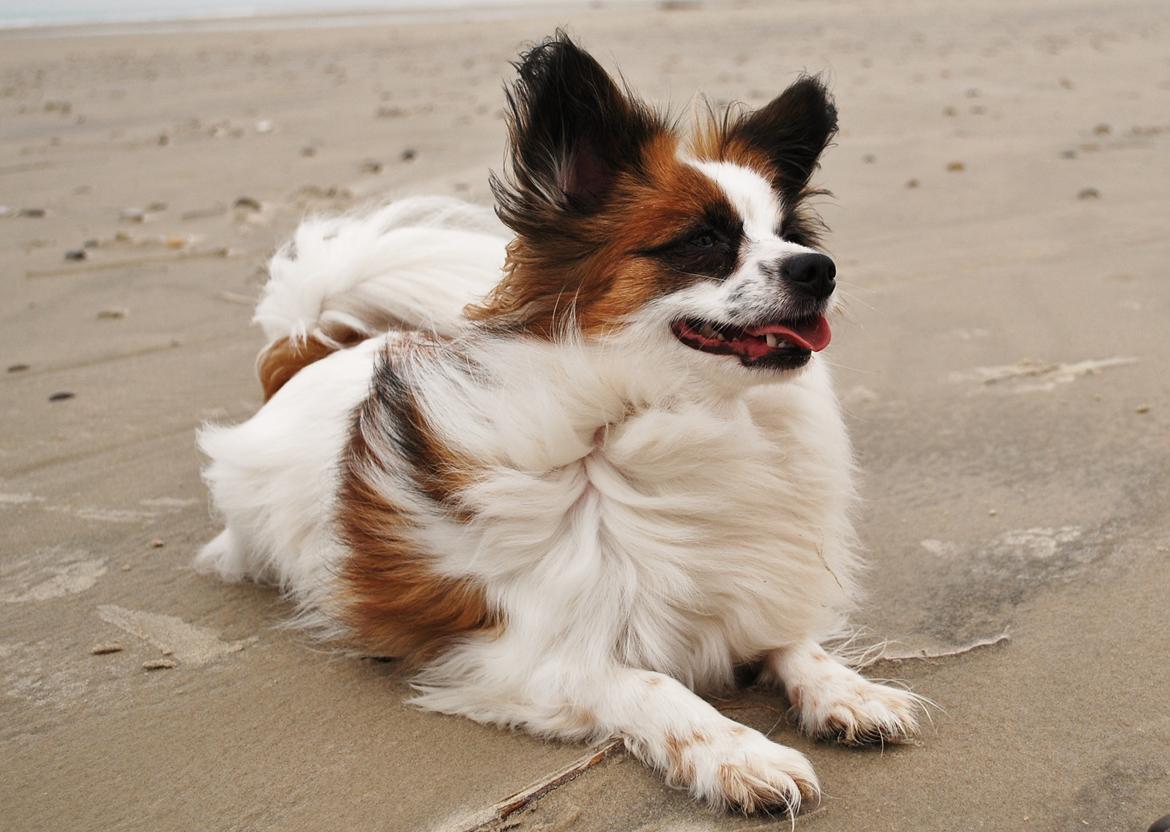 Papillon Bølle *R.I.P.* - Jeg fylder snart 4 år, og er endelig blevet en stor, robust og sund voksen hund 16/3-12 billede 12