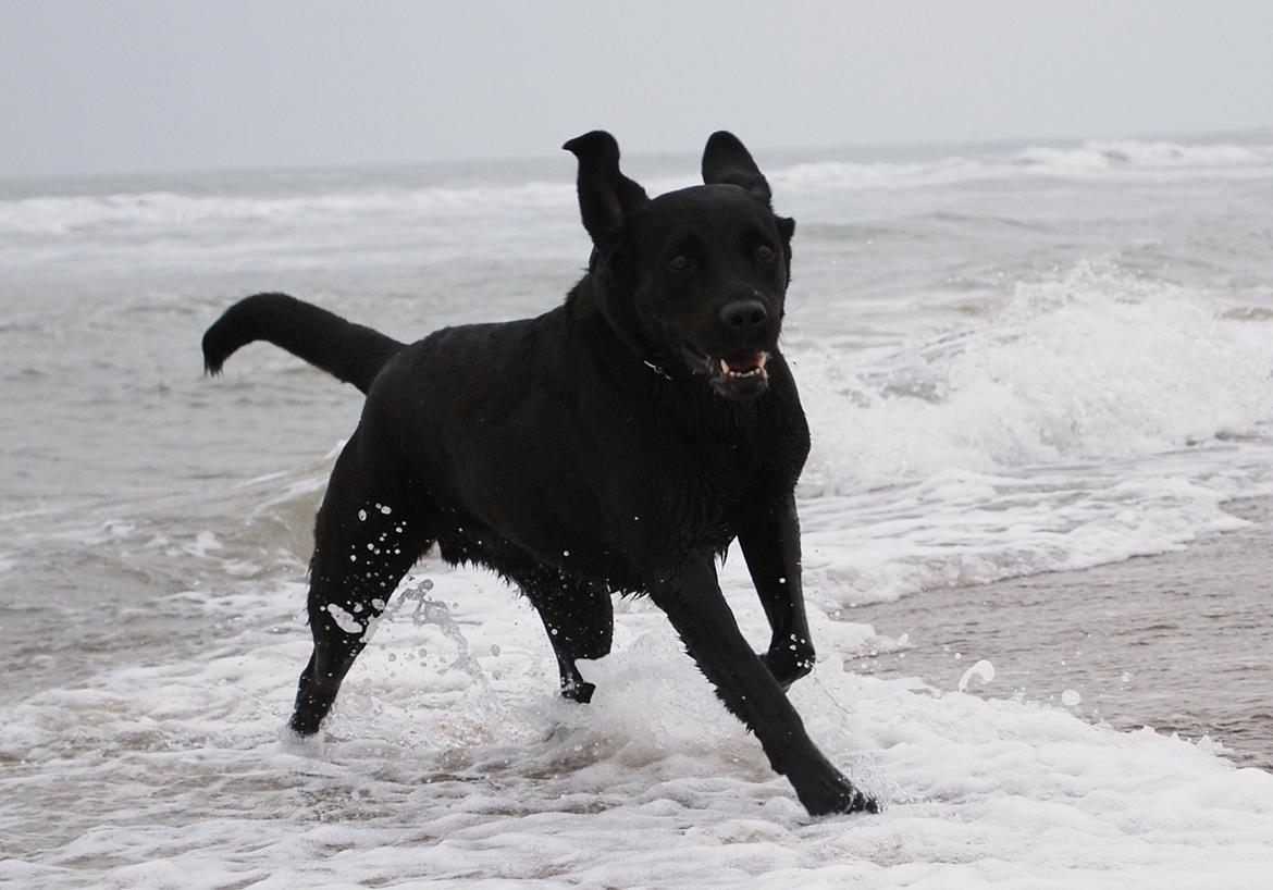 Labrador retriever Bobby*R.I.P.* - Skønt at lege i vandet ved Rødhus Strand 16/3-12 billede 19