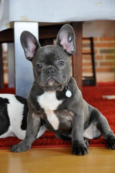 Fransk bulldog Buffy billede 1