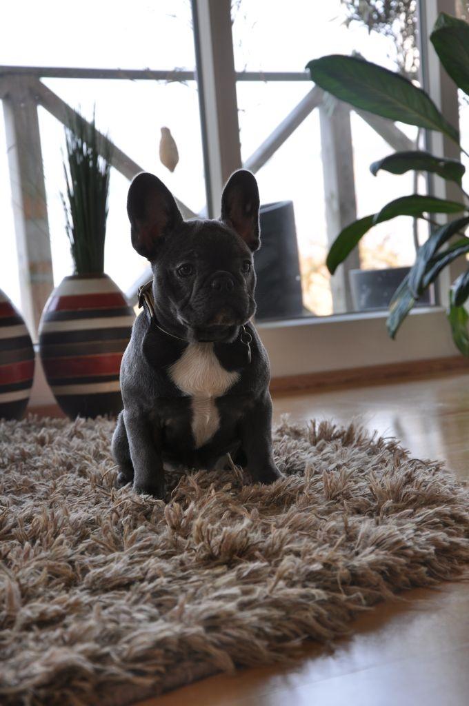 Fransk bulldog Buffy billede 3