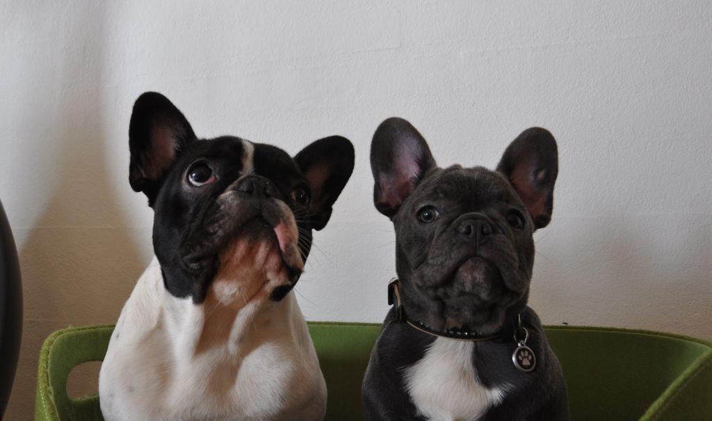 Fransk bulldog Buffy - Synkron bully-style  billede 6