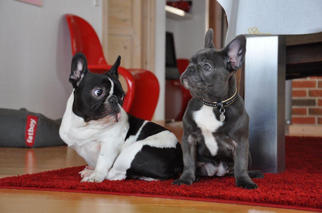 Fransk bulldog Buffy - Hva f... - hvor kom du fra ?? billede 4