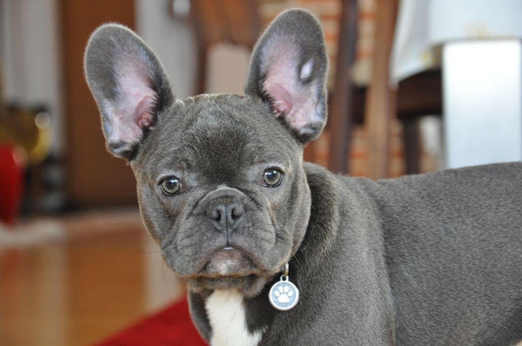 Fransk bulldog Buffy billede 2